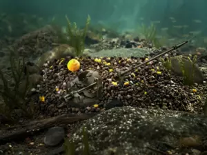 Pellet box Delphin Reaxe READY&GO