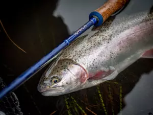 Wychwood muškařský prut Ionica Fly 9ft 6inch AFTMA #7 4-díl