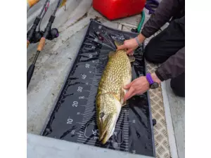 Wychwood podložka na dravce Agitator Compact Roll Mat
