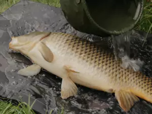 DELPHIN Podložka pod ryby CarpMAT BANX Camo