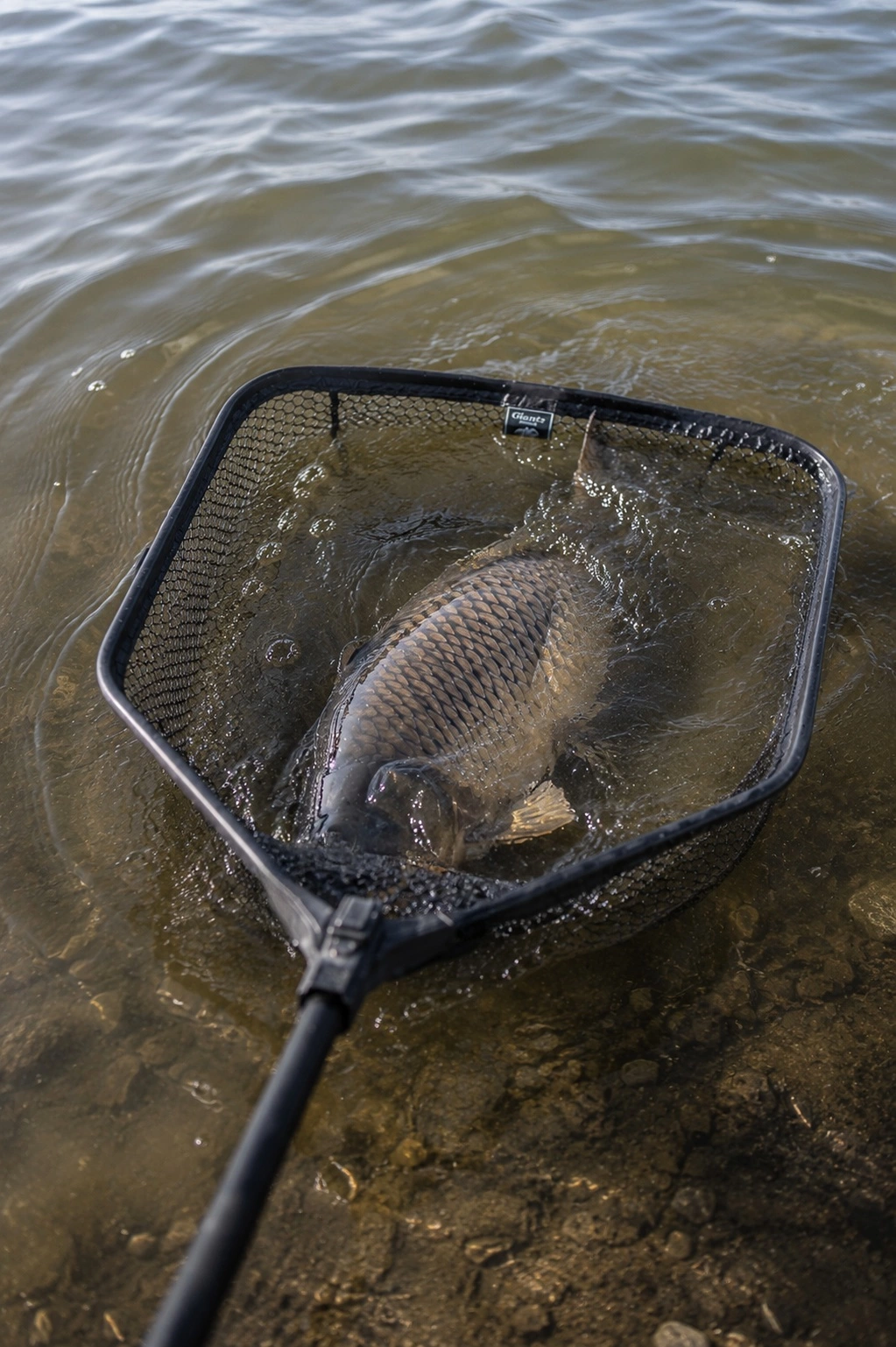 Giants fishing Plovoucí podběrák s pogumovanou síťkou Luxury X-large Float 80x70cm