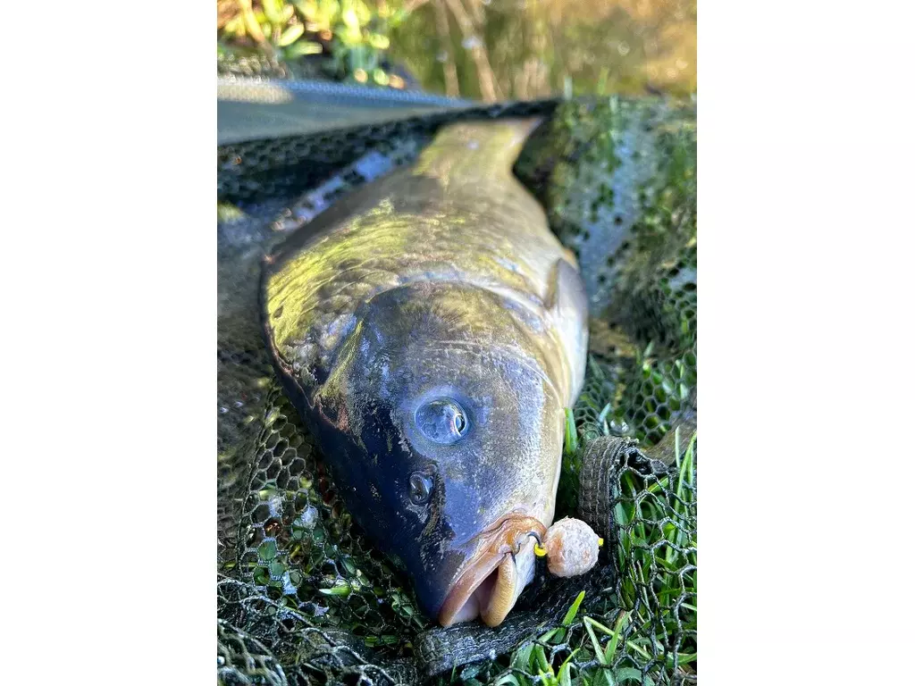CHYTIL Rohlíkový boilies na EKO trnu FLUO 14 mm 35 g