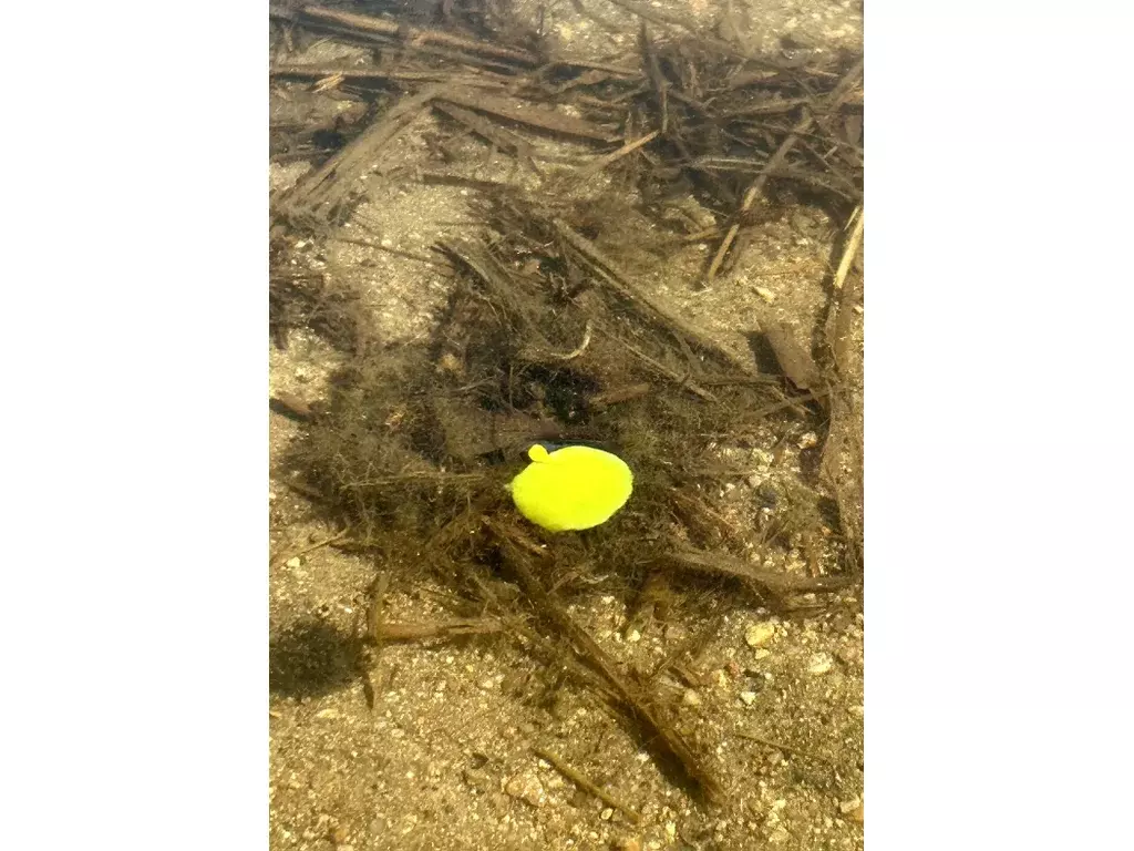 CHYTIL Rohlíkový boilies na EKO trnu FLUO 14 mm 35 g