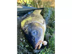 CHYTIL Rohlíkový boilies na EKO trnu FLUO 14 mm 35 g