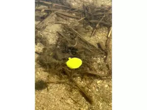 CHYTIL Rohlíkový boilies na EKO trnu FLUO 14 mm 35 g