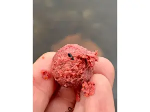 Chytil Krmné boilies - INDIÁNSKÉ KOŘENÍ 5 kg