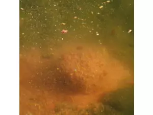 CHYTIL Krmítková směs 1kg