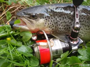 ABU GARCIA Naviják s přední brzdou REVO NEOS 20S