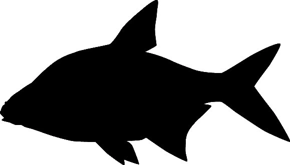 RICHWORTH Samolepky - Ryby sada 12 sladkovodních ryb