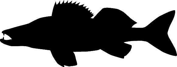 RICHWORTH Samolepky - Ryby sada 12 sladkovodních ryb