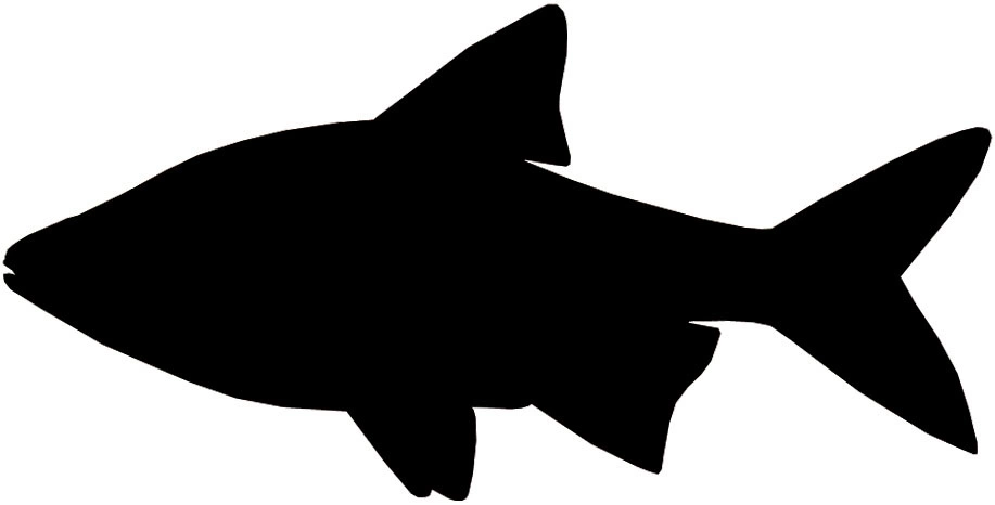 RICHWORTH Samolepky - Ryby sada 12 sladkovodních ryb