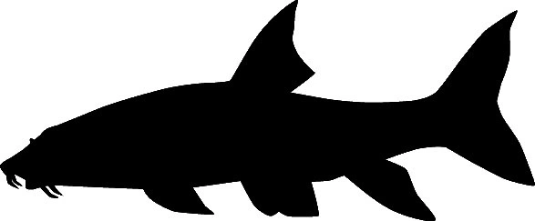 RICHWORTH Samolepky - Ryby sada 12 sladkovodních ryb