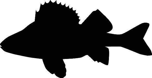 RICHWORTH Samolepky - Ryby sada 12 sladkovodních ryb