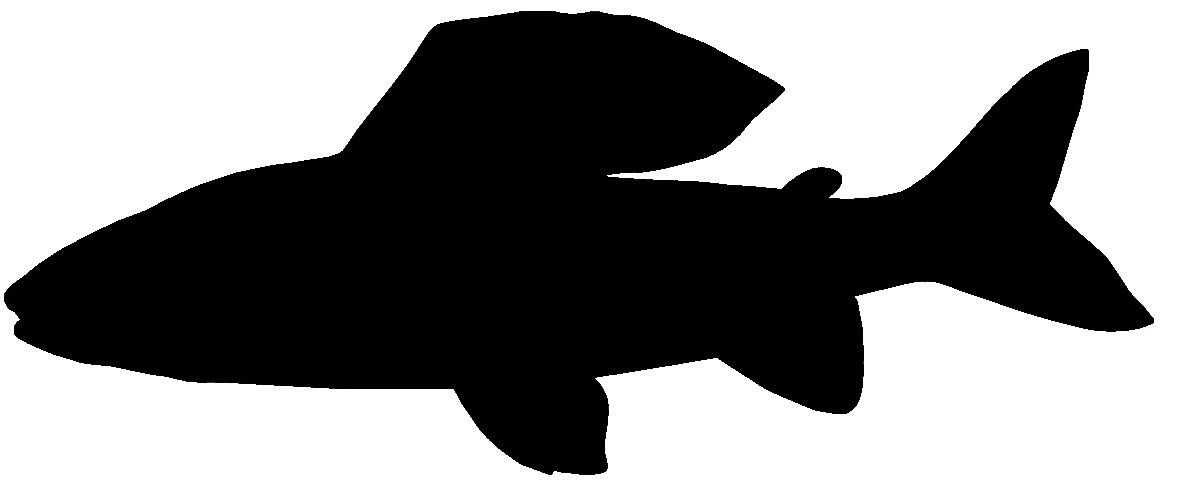 RICHWORTH Samolepky - Ryby sada 12 sladkovodních ryb