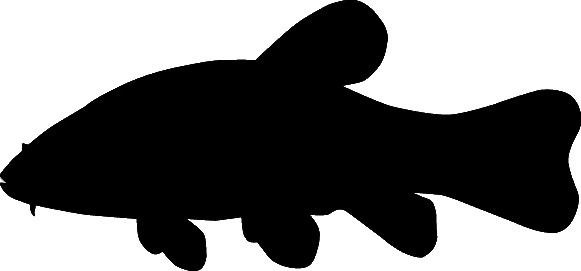 RICHWORTH Samolepky - Ryby sada 12 sladkovodních ryb