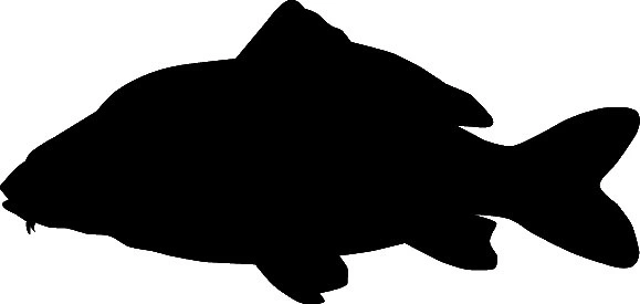 RICHWORTH Samolepky - Ryby sada 12 sladkovodních ryb