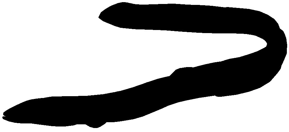 RICHWORTH Samolepky - Ryby sada 12 sladkovodních ryb