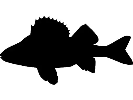 RICHWORTH Samolepky - Ryby sada 12 sladkovodních ryb