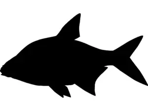 RICHWORTH Samolepky - Ryby sada 12 sladkovodních ryb