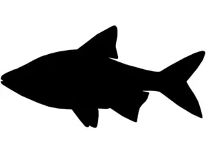 RICHWORTH Samolepky - Ryby sada 12 sladkovodních ryb