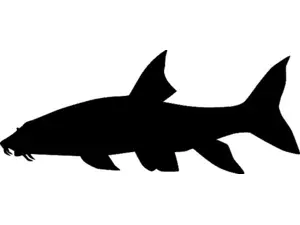 RICHWORTH Samolepky - Ryby sada 12 sladkovodních ryb