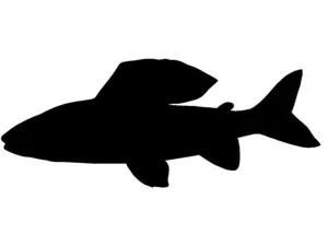 RICHWORTH Samolepky - Ryby sada 12 sladkovodních ryb