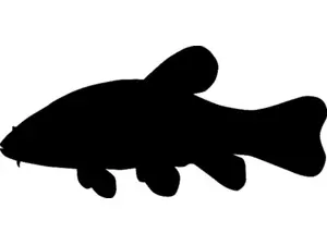 RICHWORTH Samolepky - Ryby sada 12 sladkovodních ryb