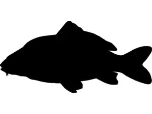 RICHWORTH Samolepky - Ryby sada 12 sladkovodních ryb