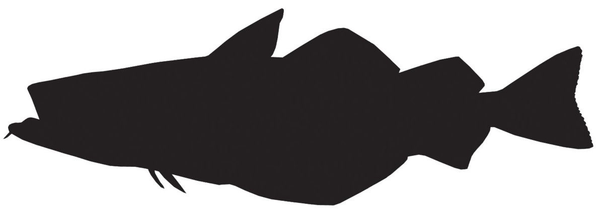 RICHWORTH Samolepky - Ryby sada 8 mořských ryb