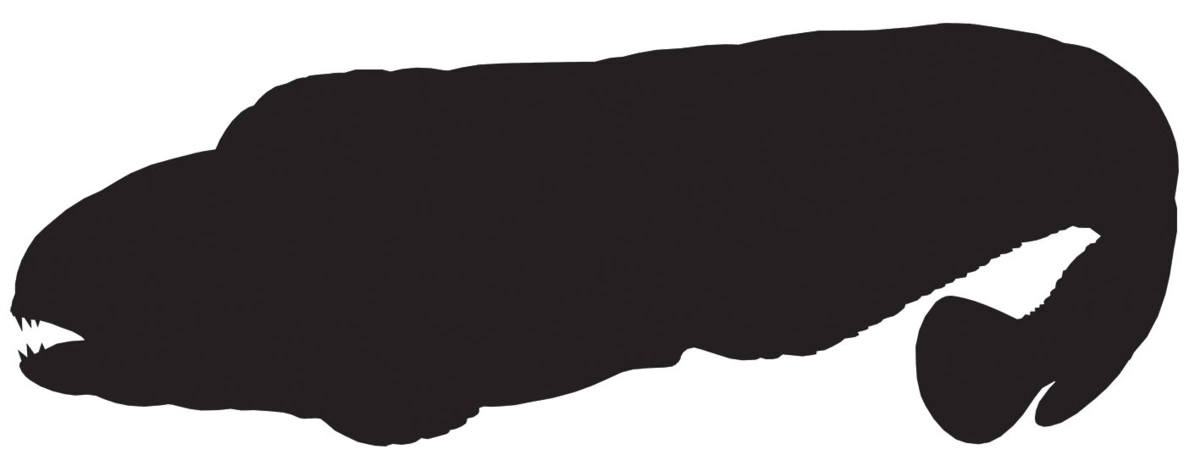 RICHWORTH Samolepky - Ryby sada 8 mořských ryb