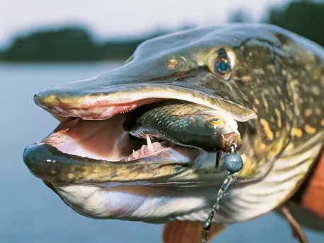 QUANTUM SPECIALIST Dead Bait System