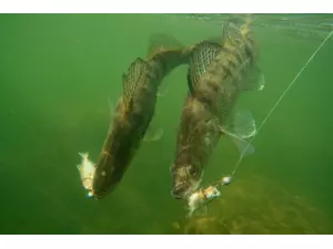 QUANTUM SPECIALIST Dead Bait System