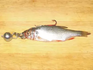 QUANTUM SPECIALIST Dead Bait System