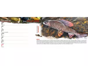 KALENDÁŘ Kajman 2016