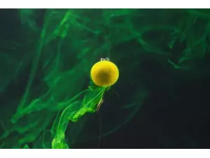 TANDEM BAITS SuperFeed Diffusion fluo Boilies 14-16mm / 90g