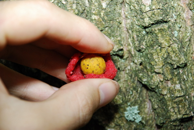 LK BAITS Boilie Paste 250g Mussel