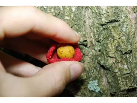 LK BAITS Boilie Paste 250g Palermo