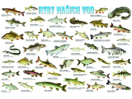 Plakát Ryby našich vod  (A3)