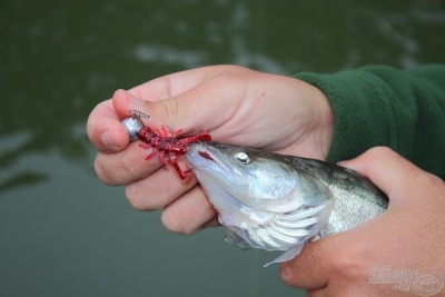 DAIWA Smáček larva vážky