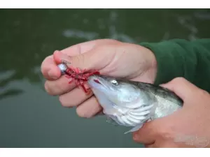 DAIWA Smáček larva vážky