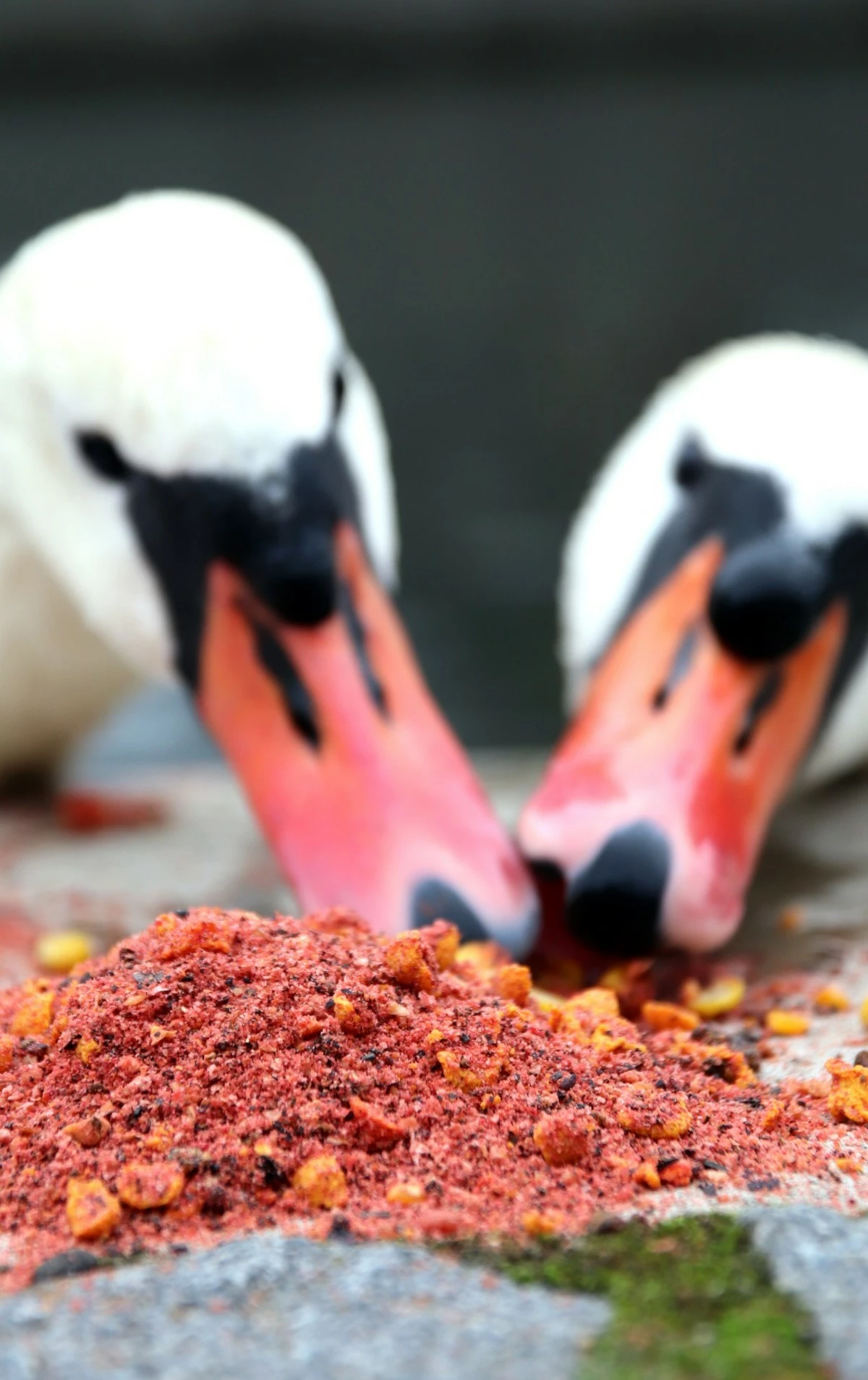 MIVARDI Method mix Rapid Champion