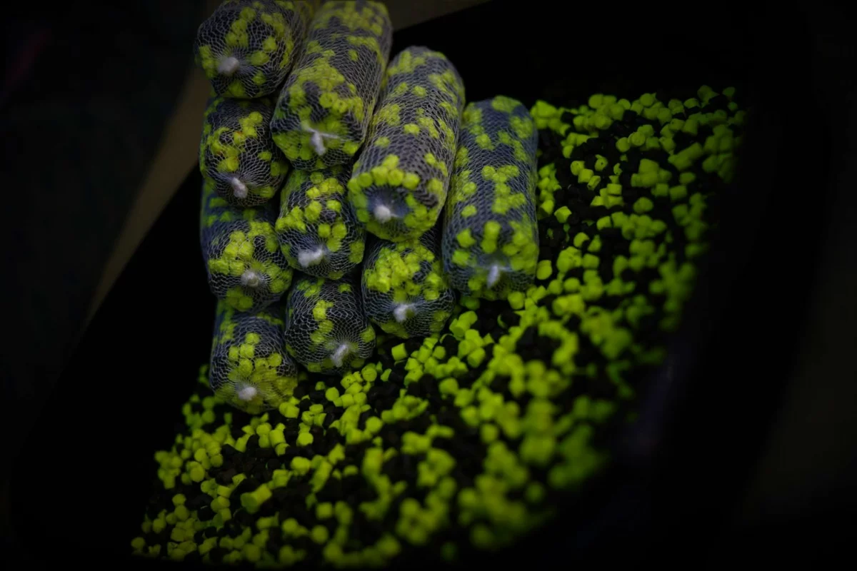 LK Baits Duo Pellets Pineapple/Nutric 1kg, 4mm