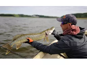 SAVAGE GEAR 3D HORNY HERRING VÝPRODEJ!!