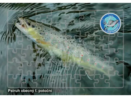 Puzzle Pstruh obecný potoční