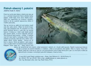 Puzzle Pstruh obecný potoční