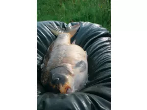 Taska podložky, saky - Beanie Mat DLX podložka 110 x 70cm