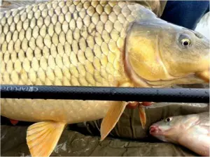 SPORTEX prut Catapult CS-3 Carp 2-díl