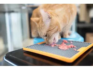 Drennan prut Martin Bowler 12 Spec Barbel 1.75lb